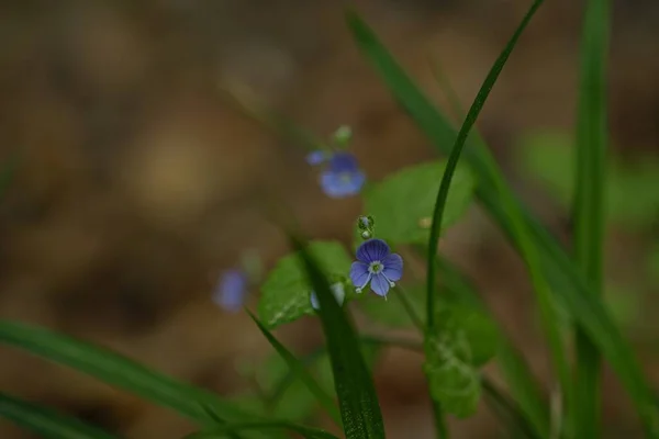 Bahçedeki mavi çiçekler