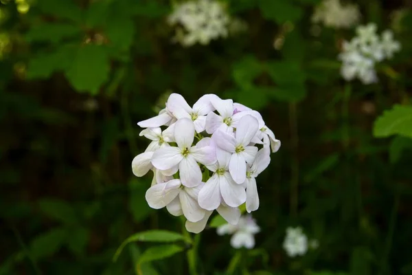 Bahçedeki beyaz ortanca çiçekleri