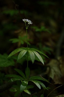 Bahçede yeşil yapraklar