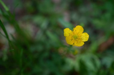 Bahçedeki güzel sarı çiçek