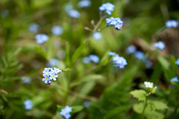 Ormanda Myosotis Sylvatica