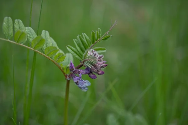 Bahçede büyüyen güzel çiçeğe yakın çekim