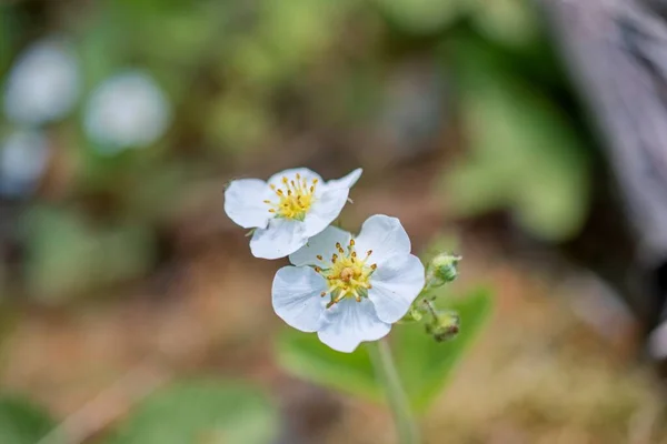Ormanda bahar çileği