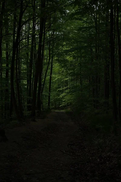 Ormandaki karanlık yol