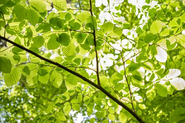 Kayın ormanlarının yaprakları güneşe karşı