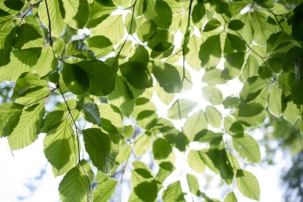 Kayın ormanlarının yaprakları güneşe karşı