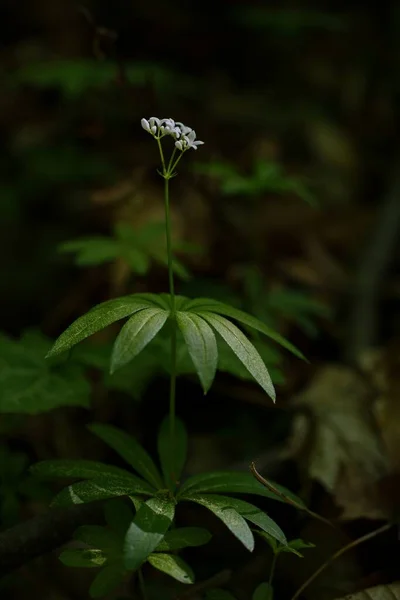 Bahçede yeşil yapraklar