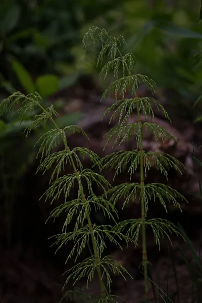 生长在植物上的绿色蕨类 特写镜头 — 图库照片