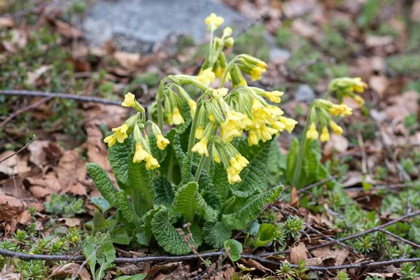Baharın erken saatlerinde yeşil çayır üzerinde güzel sarı çiçekler
