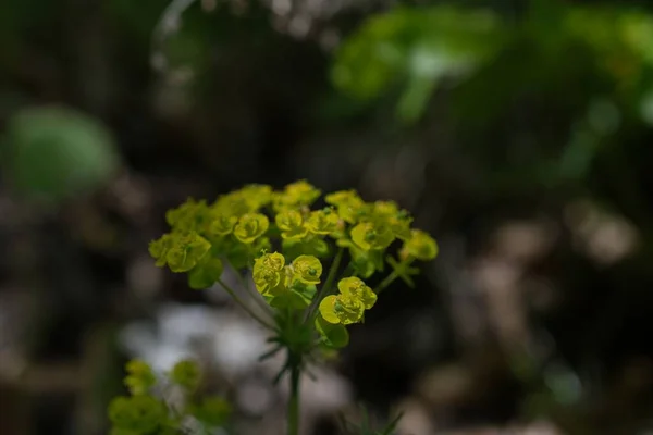 doğanın güzel çiçekler