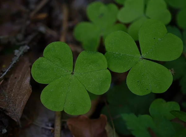 Yerde yeşil yapraklar