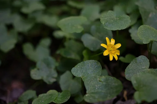 Bahçede güzel bahar çiçekleri, arka planda çiğ taneleri...
