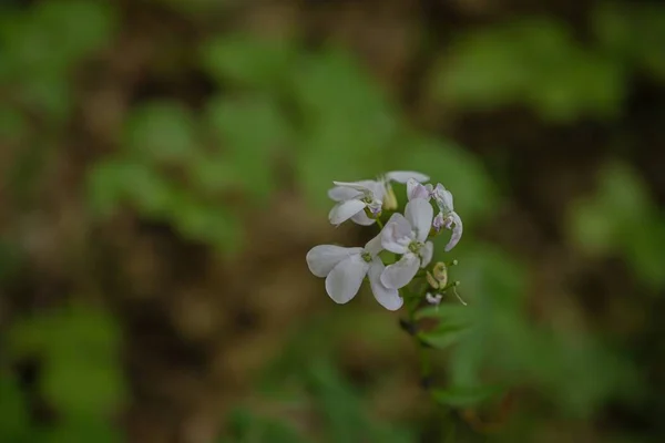 Rüzgardaki beyaz çiçek