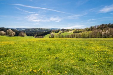 Bavyera ormanının manzarası radyo kulesi Brotjacklriegel 'in ön planda bir çiçek çayırı, Almanya