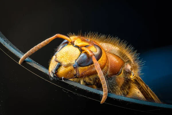 High Resolution Detail Macro Shot Hornet Focus Stacking Composed Several — Stock Photo, Image