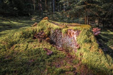 Ağaç kütüğünü yosun ve orman zeminiyle kaplayın. Almanya 'da gülhamuru mantarlı.