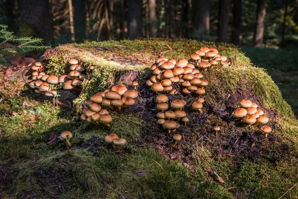Close Tree Stump Overgrown Moss Forest Floor Forest Hollyhock Mushrooms — Fotografia de Stock