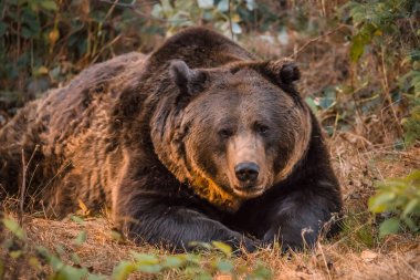 Kahverengi ayı, Bavyera ormanlarındaki ulusal parkta güneşli bir sonbahar gününde, Almanya 'da