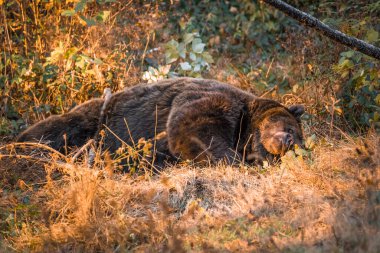 Kahverengi ayı, Bavyera ormanlarındaki ulusal parkta güneşli bir sonbahar gününde, Almanya 'da