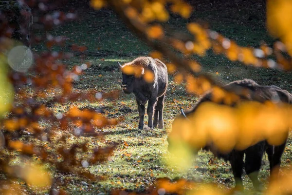 Мудрый Буйвол Национальном Парке Баварском Лесу Золотой Солнечный Осенний День — стоковое фото