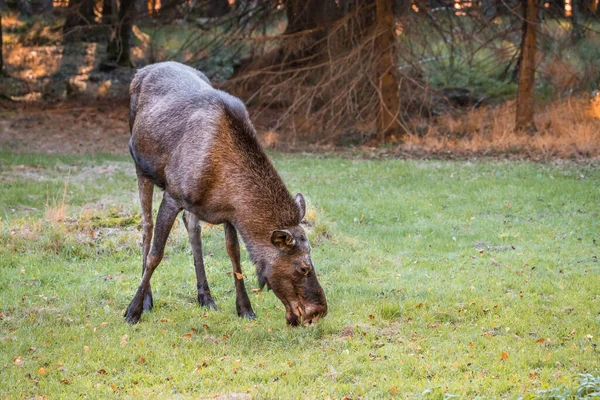 Elk Moose Taman Nasional Hutan Bavarian Pada Hari Musim Gugur — Stok Foto