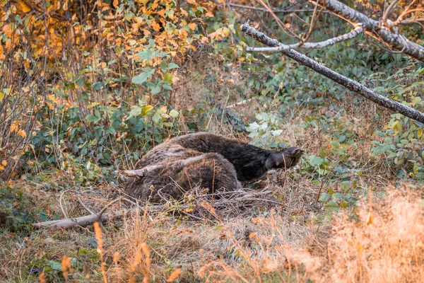 Kahverengi ayı, Bavyera ormanlarındaki ulusal parkta güneşli bir sonbahar gününde, Almanya 'da