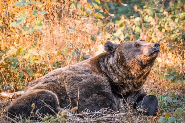 黄金の晴れた秋の日にバイエルンの森の国立公園でブラウンクマ ドイツ — ストック写真