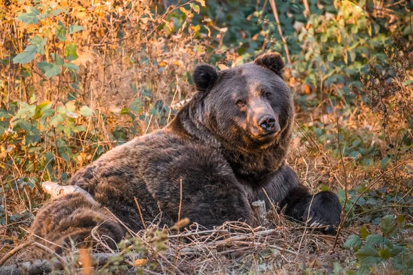 Urso Marrom Parque Nacional Floresta Bávara Dia Outono Ensolarado Dourado — Fotografia de Stock