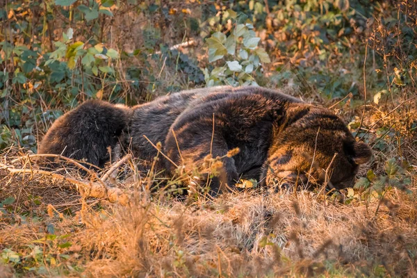 Urso Marrom Parque Nacional Floresta Bávara Dia Outono Ensolarado Dourado — Fotografia de Stock