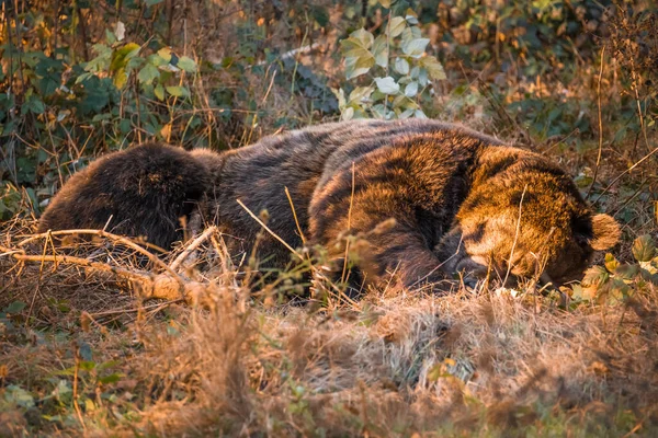 Kahverengi Ayı Bavyera Ormanlarındaki Ulusal Parkta Güneşli Bir Sonbahar Gününde — Stok fotoğraf