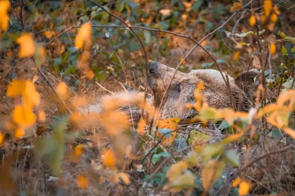 Urso Marrom Parque Nacional Floresta Bávara Dia Outono Ensolarado Dourado — Fotografia de Stock