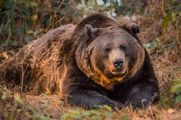 Barnamedve Bajor Erdő Nemzeti Parkjában Egy Aranyló Napos Őszi Napon — Stock Fotó