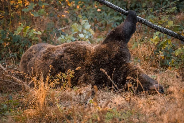 Бурый Медведь Национальном Парке Баварском Лесу Золотой Солнечный Осенний День — стоковое фото