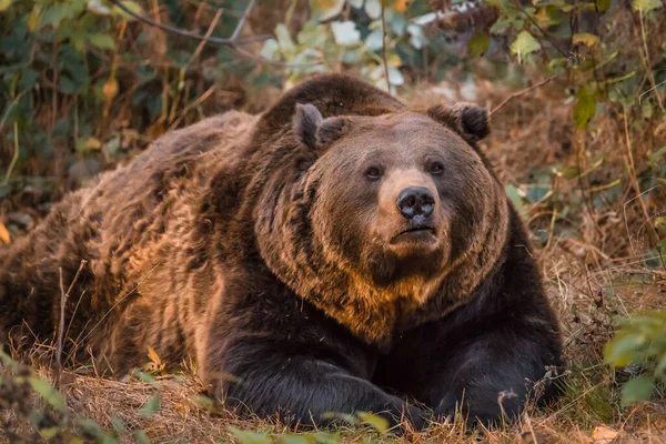 Barnamedve Bajor Erdő Nemzeti Parkjában Egy Aranyló Napos Őszi Napon — Stock Fotó