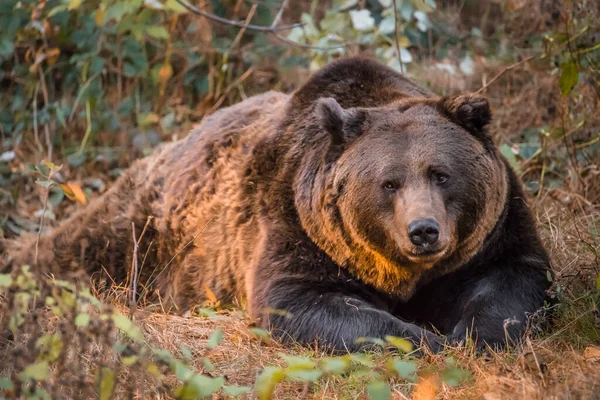 Urso Marrom Parque Nacional Floresta Bávara Dia Outono Ensolarado Dourado — Fotografia de Stock