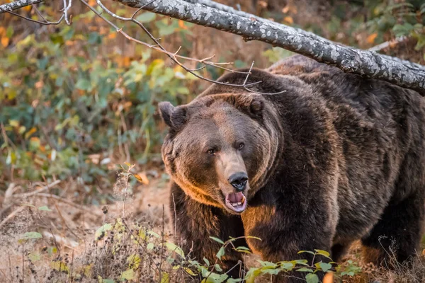 Brunbjörn Nationalpark Bayersk Skog Gyllene Solig Höstdag Tyskland — Stockfoto