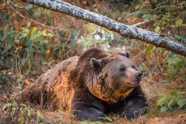 Barnamedve Bajor Erdő Nemzeti Parkjában Egy Aranyló Napos Őszi Napon — Stock Fotó