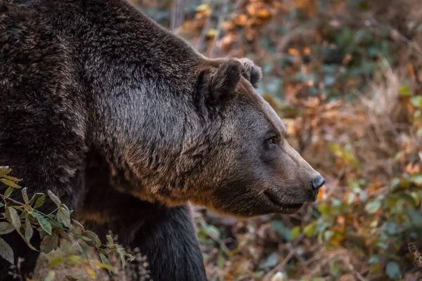 Urso Marrom Parque Nacional Floresta Bávara Dia Outono Ensolarado Dourado — Fotografia de Stock