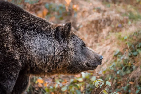 Бурый Медведь Национальном Парке Баварском Лесу Золотой Солнечный Осенний День — стоковое фото
