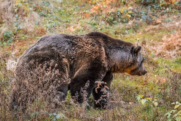 Ours Brun Dans Parc National Dans Forêt Bavaroise Par Une — Photo