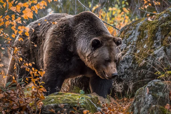 Barnamedve Bajor Erdő Nemzeti Parkjában Egy Aranyló Napos Őszi Napon — Stock Fotó