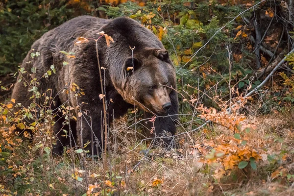 Brunbjörn Nationalpark Bayersk Skog Gyllene Solig Höstdag Tyskland — Stockfoto