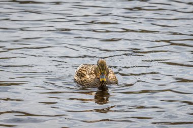 Yüzen ördeğe yakın gölün sularında parıldayan parlak tüyleriyle, Almanya