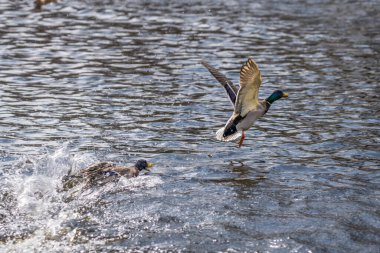 Ördeklerin rekabeti ve bölgesel mücadelesi, bir gölde saldırganla boğuşuyor ve Almanya 'nın aşağılık bir bölgesinden kaçıyor.