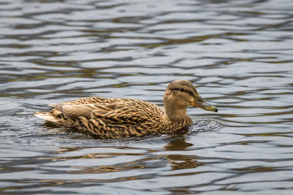 一只在湖水中游泳的小鸭 羽毛闪烁着五彩斑斓的光芒 — 图库照片