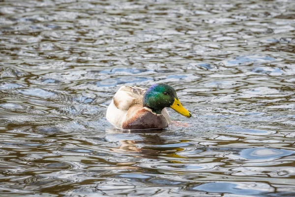 靠近一只在湖中游泳的鸭鸭 它的羽毛闪烁着五彩斑斓的光芒 — 图库照片