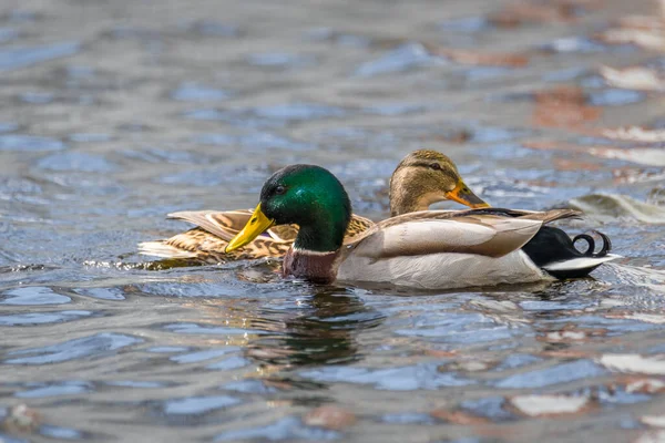 Gros Plan Canard Drake Nageant Dans Eau Lac Plumage Brillant — Photo