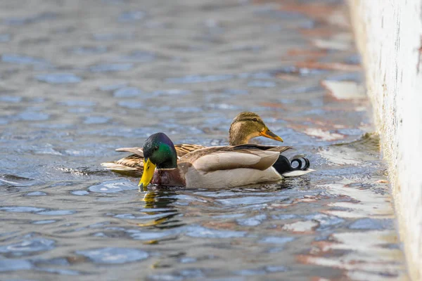 靠近一只鸭子 在湖中游泳 羽毛闪闪发光 色彩艳丽 — 图库照片
