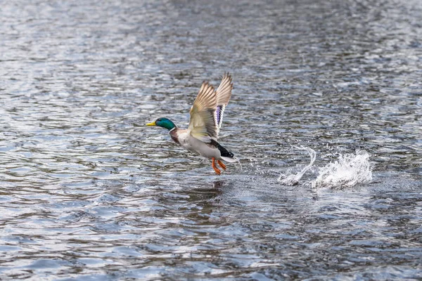 Concurrence Lutte Territoriale Des Canards Drake Dans Lac Avec Attaquant — Photo