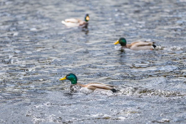 Gros Plan Canard Drake Nageant Dans Eau Lac Plumage Brillant — Photo